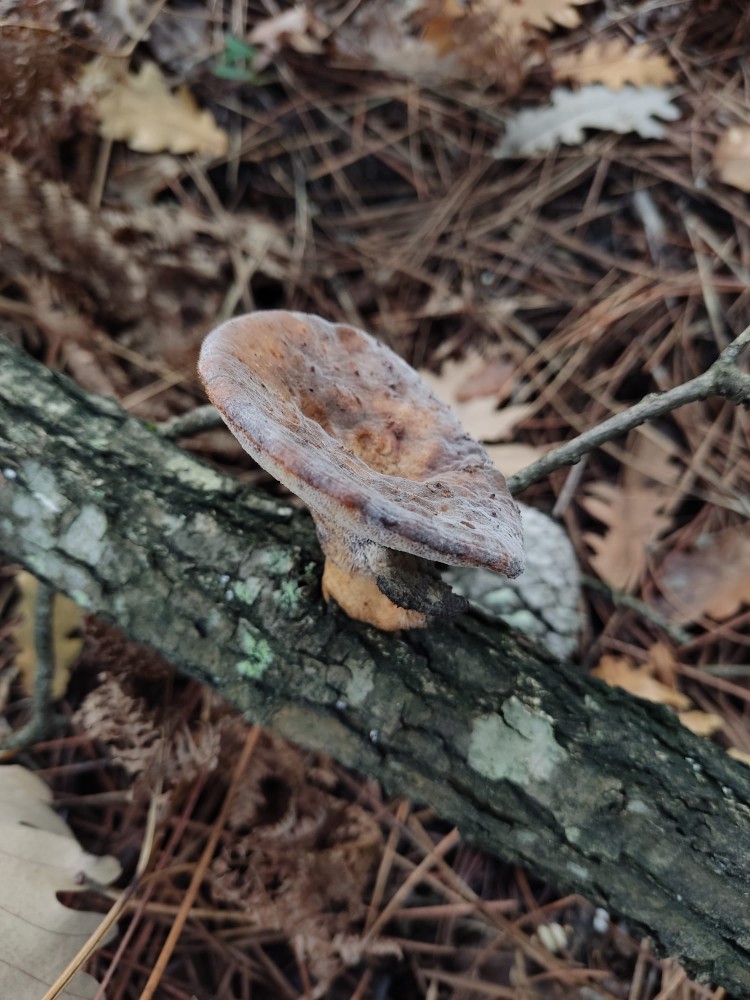 WhatsApp Image 2025-10-26 at 23.22.33.jpeg