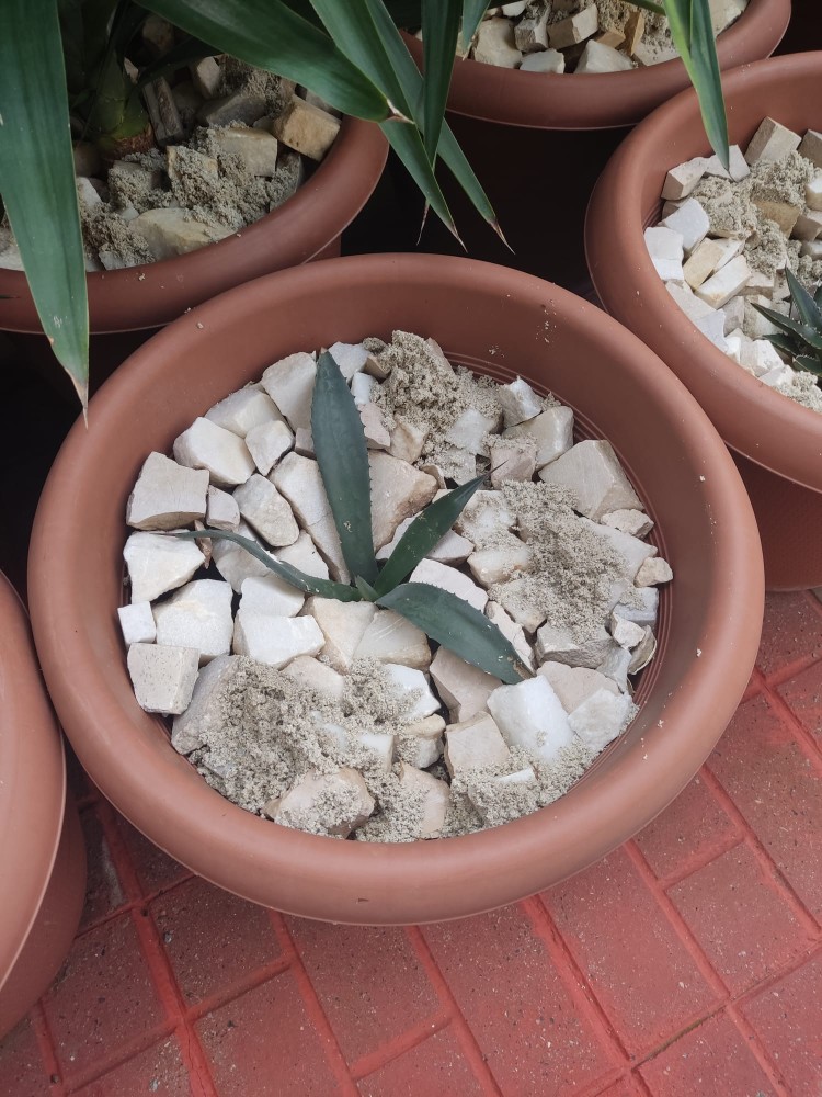 WhatsApp Image 2025-10-30 at 01.23.46 (1).jpeg