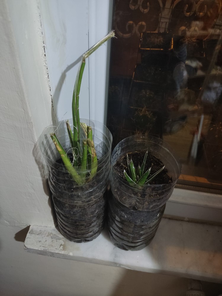 WhatsApp Image 2025-10-30 at 01.23.47.jpeg