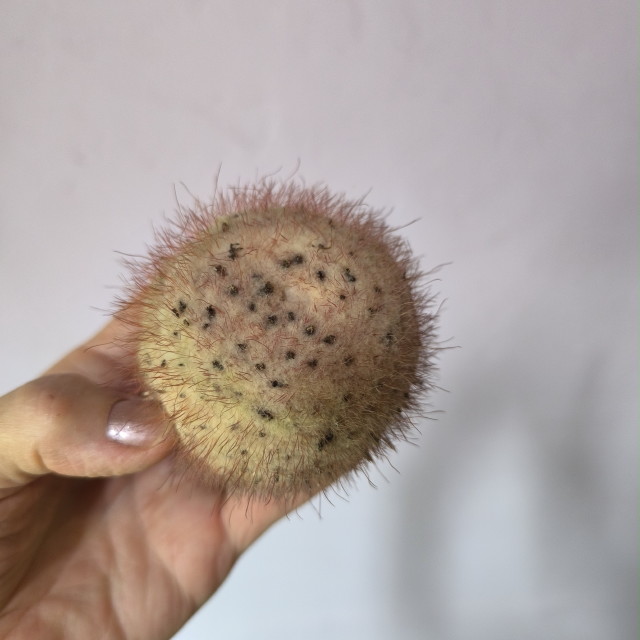 Cefalio