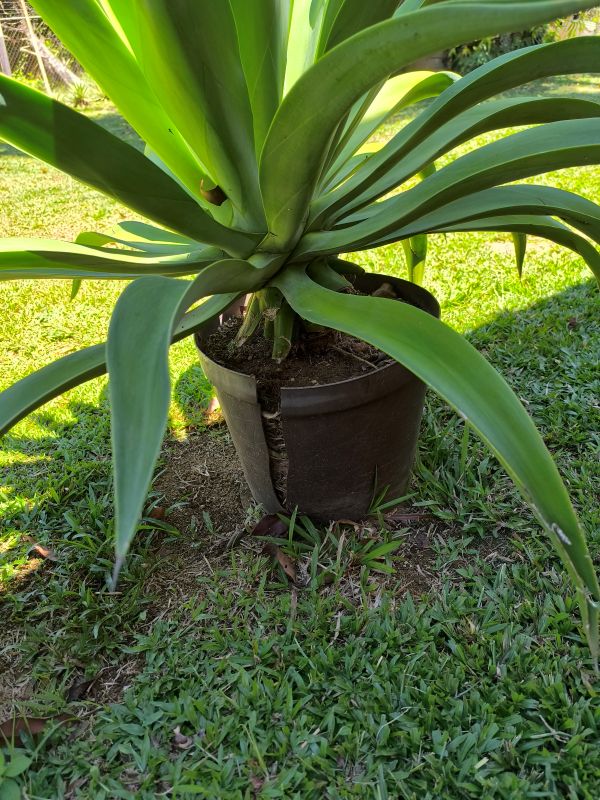 Agave attenuata
