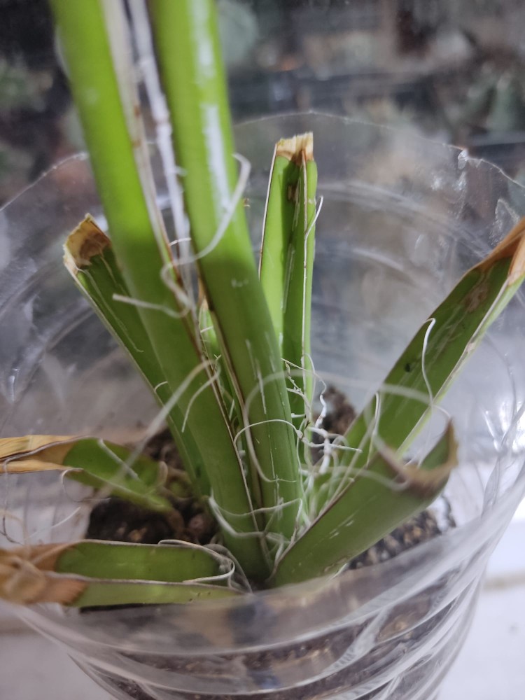 WhatsApp Image 2025-11-08 at 23.35.11.jpeg