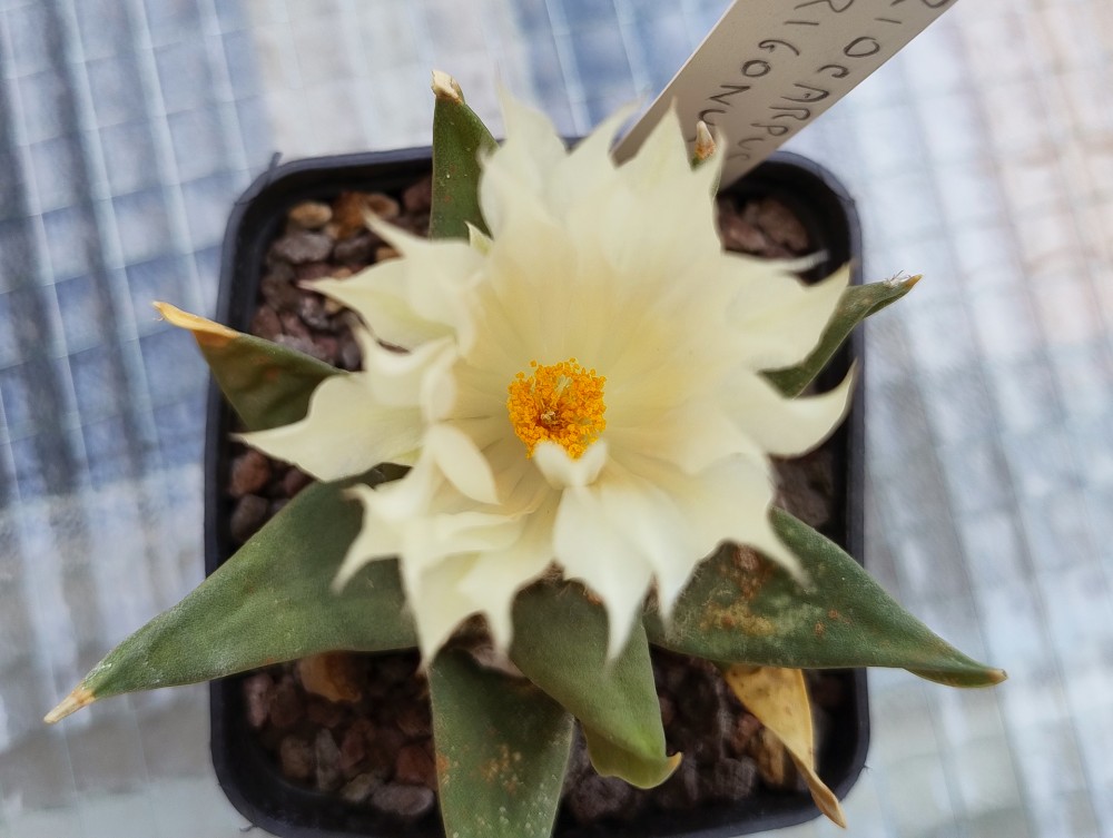 Ariocarpus trigonus