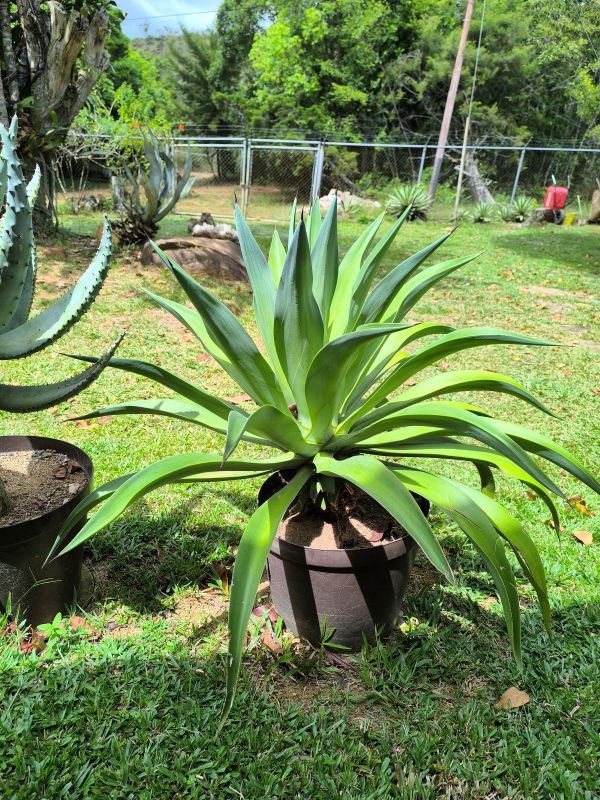 ¿Agave attenuata?