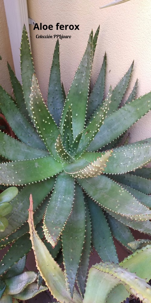 Aloe ferox 20200622.jpg