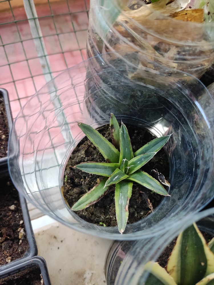 WhatsApp Image 2025-11-11 at 17.14.29(1).jpeg