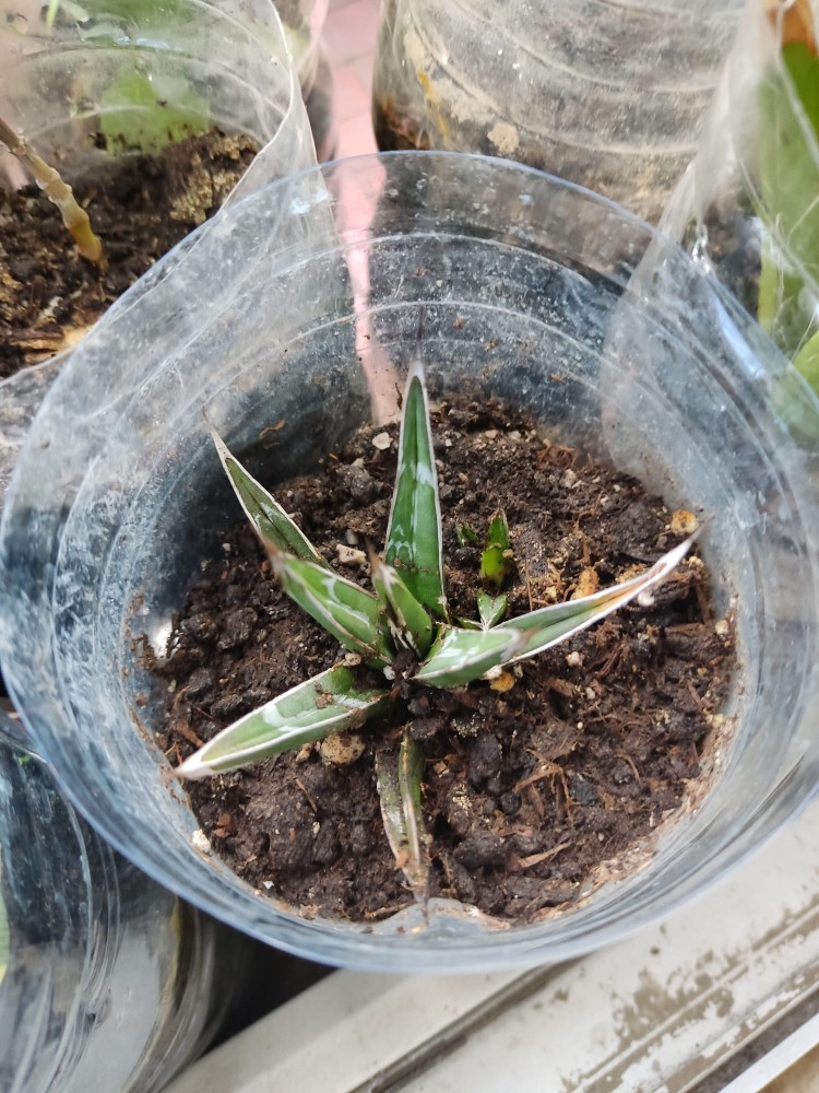 WhatsApp Image 2025-11-11 at 17.14.28(1).jpeg