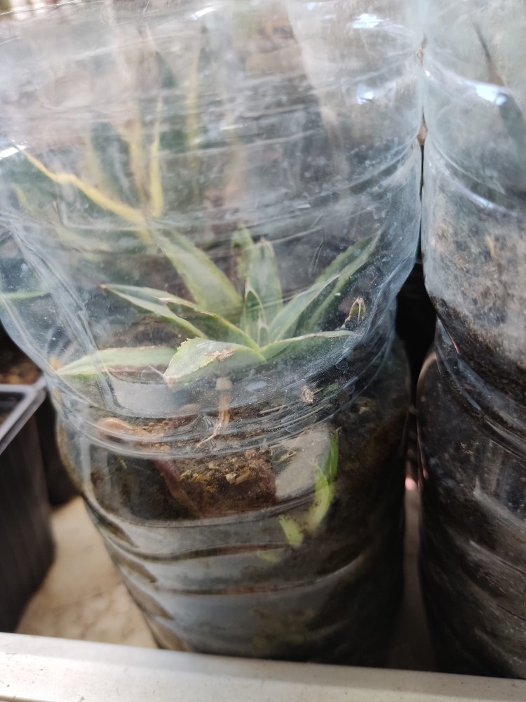 WhatsApp Image 2025-11-11 at 17.14.27.jpeg