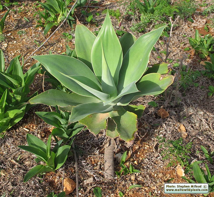 Agave_attenuata_[IMG_2453].jpg