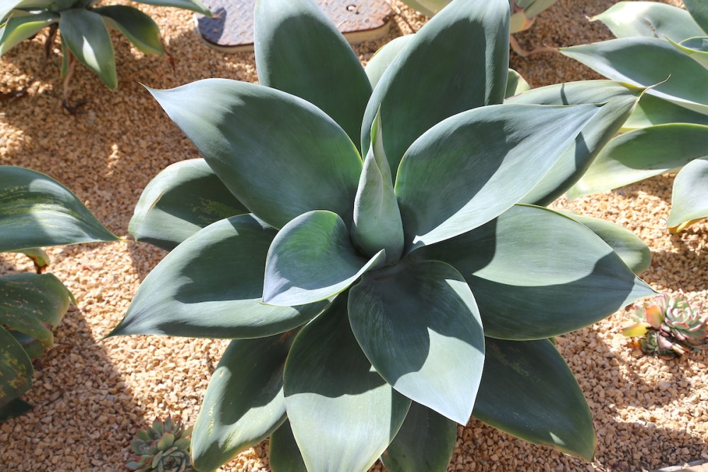 Agave-attenuata-Boutin-blue-IMG_0996-1.jpg