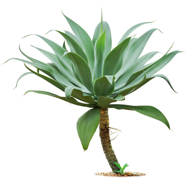 dfgdfgdfg.png