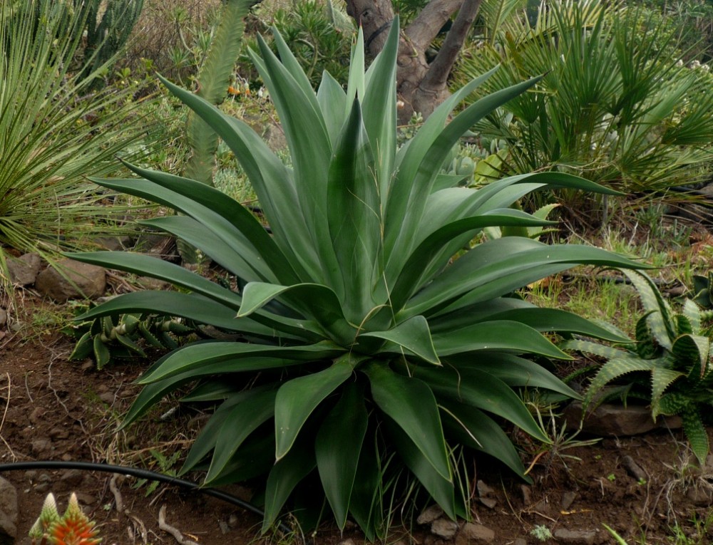 5283025385_0524edb983_o-1 desmettiana.jpg