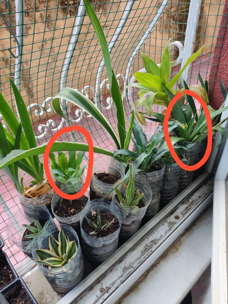 WhatsApp Image 2025-11-11 at 19.20.48.jpeg