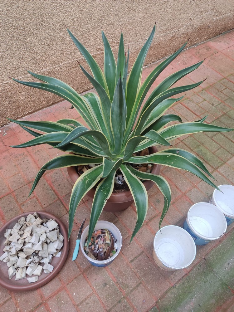 WhatsApp Image 2025-10-31 at 23.27.23 (1).jpeg