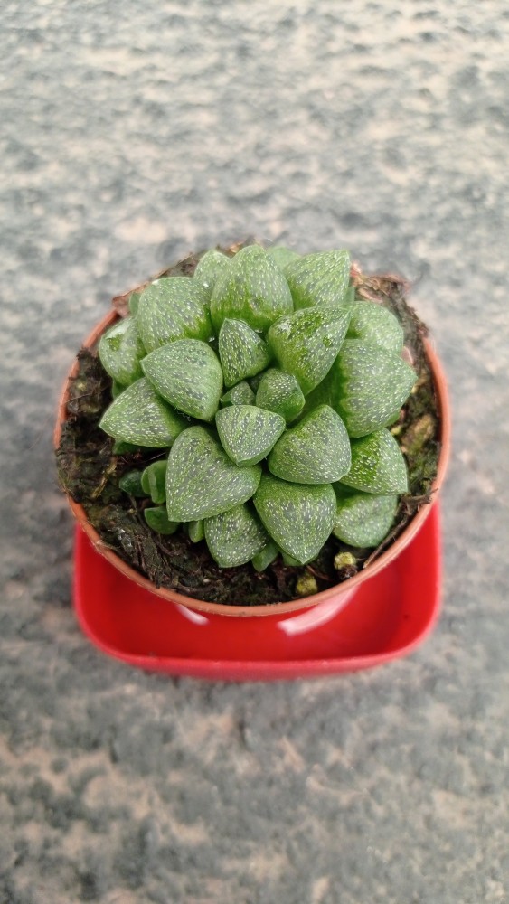 Haworthia.jpg