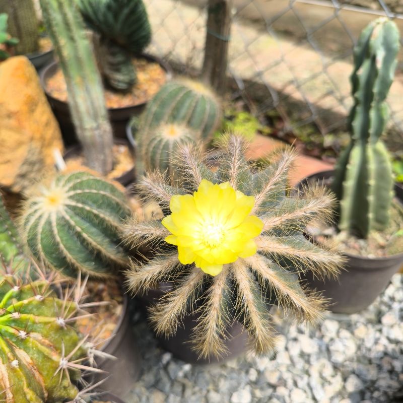 Parodia magnifica