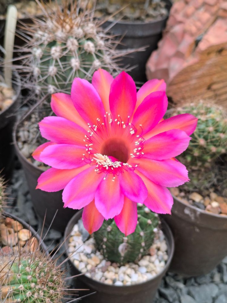 Echinopsis  hibrido (Huntigton)