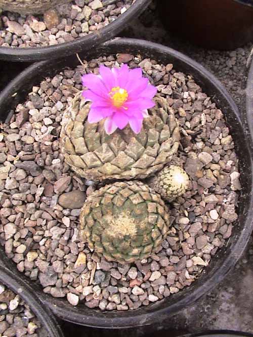pelecyfora strombiliformis