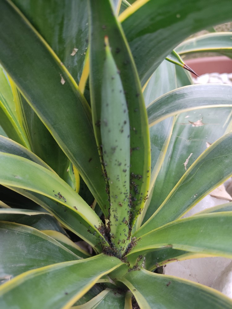 WhatsApp Image 2025-12-06 at 01.17.05(2).jpeg