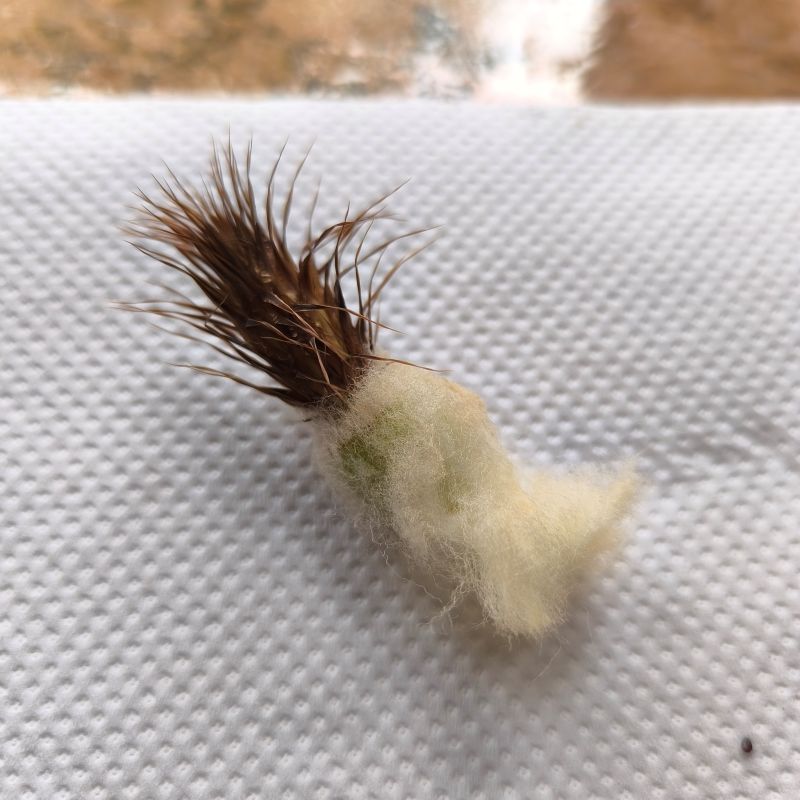 Fruto de Echinocactus grusonii