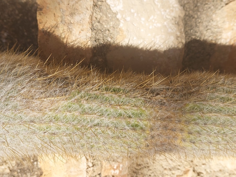 Parte delantera donde ya se aprecia parte oscura