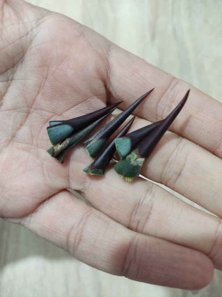 WhatsApp Image 2025-12-07 at 00.46.18.jpeg