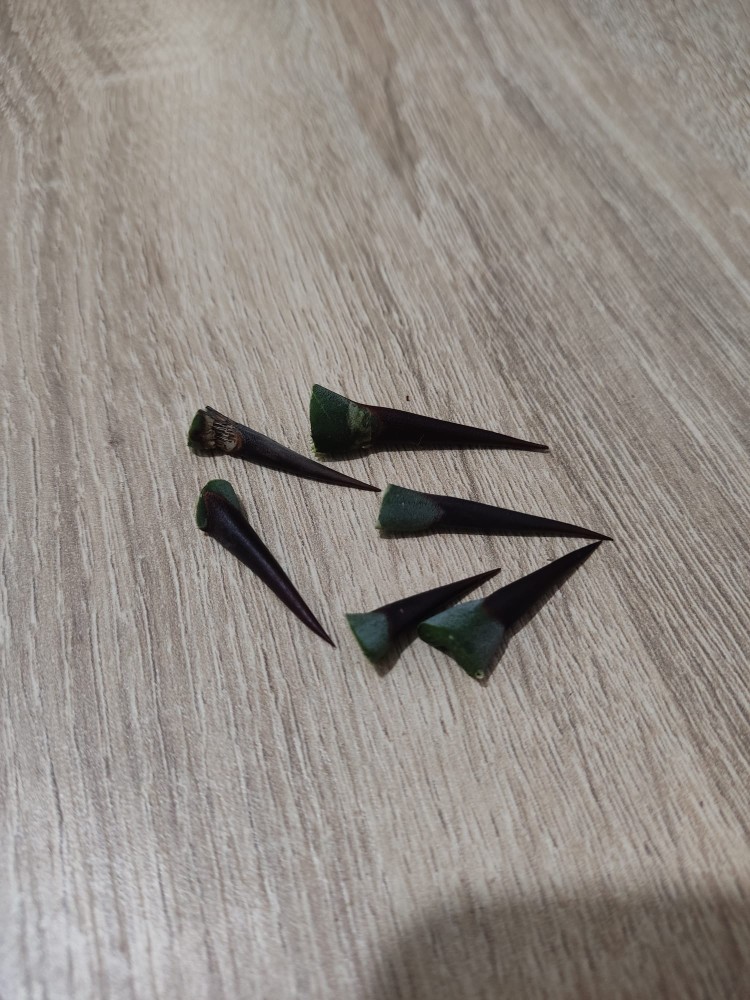 WhatsApp Image 2025-12-07 at 00.46.19(1).jpeg