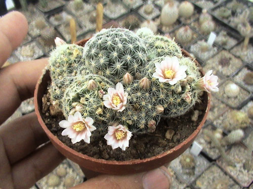 mamillaria giselae