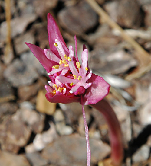 Haemanthus_barkerae_msi2.jpg