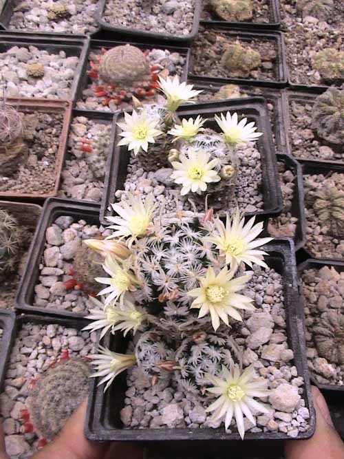 mamillaria duwei
