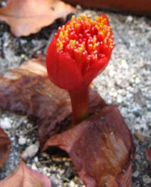 Haemanthus_namaquensisJK2.jpg