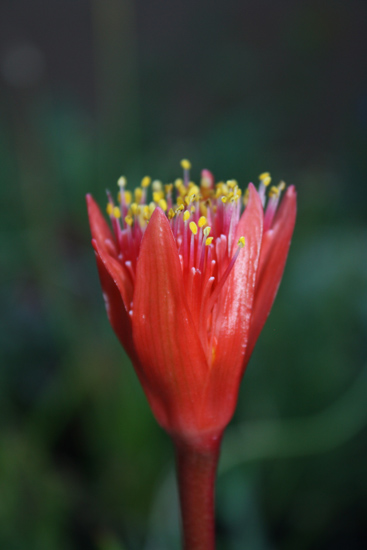 Haemanthus_dasyphyllus2NN.jpg