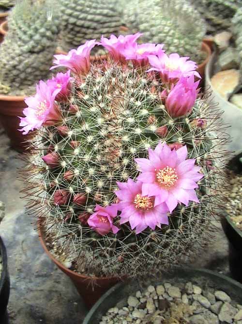 mamillaria zelmaniana