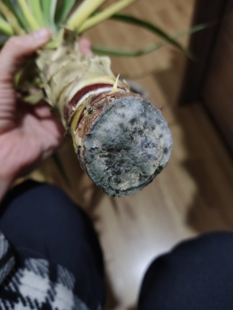 WhatsApp Image 2025-12-18 at 20.39.17(1).jpeg