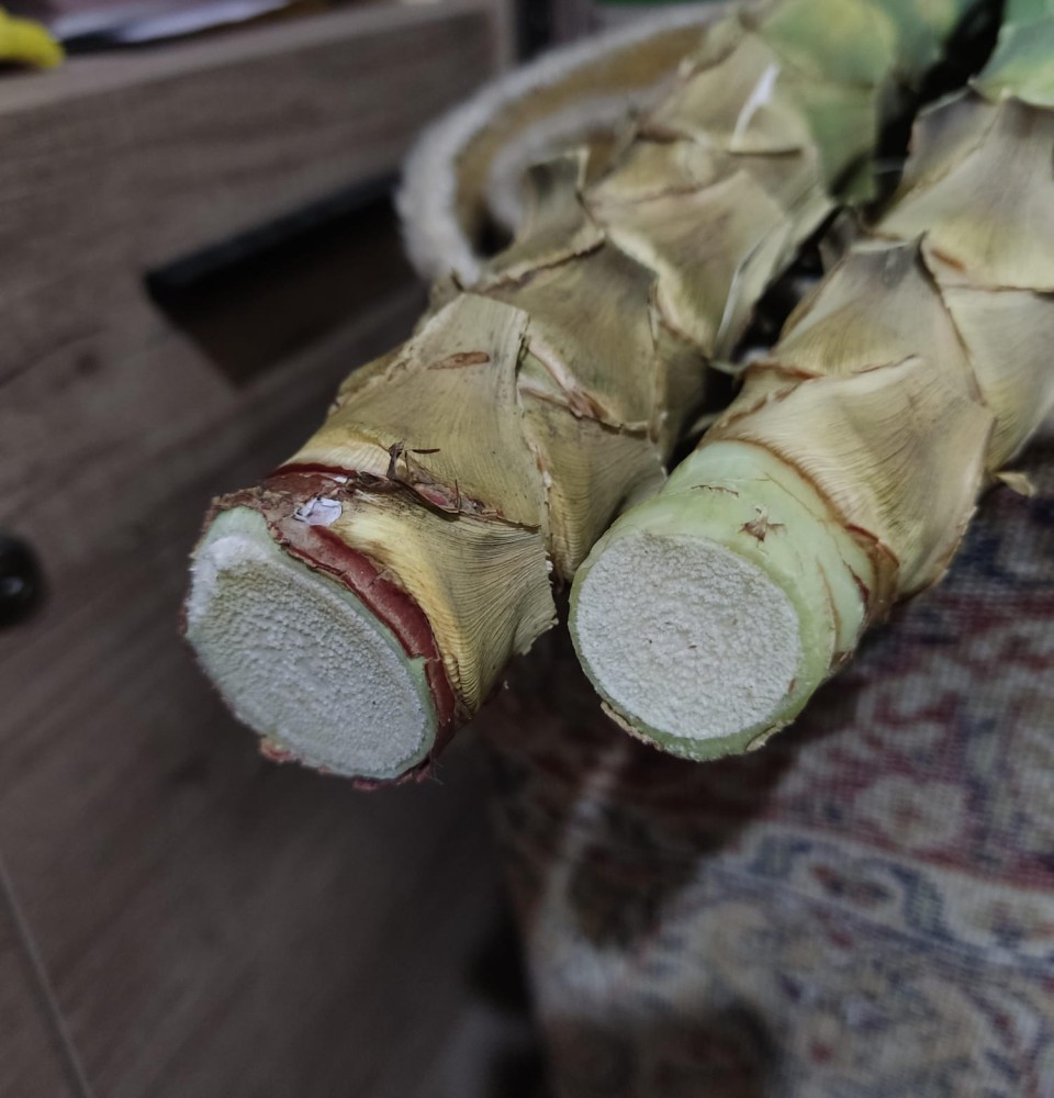 WhatsApp Image 2025-12-18 at 20.46.32.jpeg