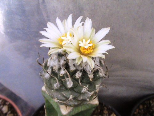 turbinicarpus klinklerianus