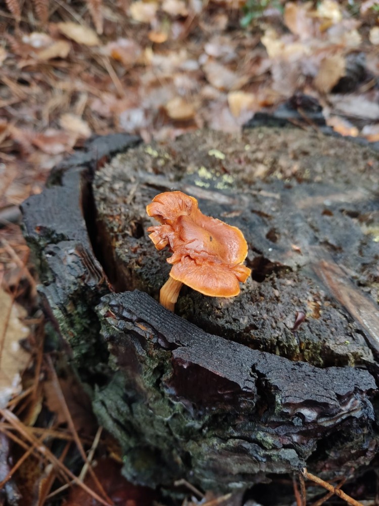 WhatsApp Image 2025-12-18 at 20.39.19.jpeg