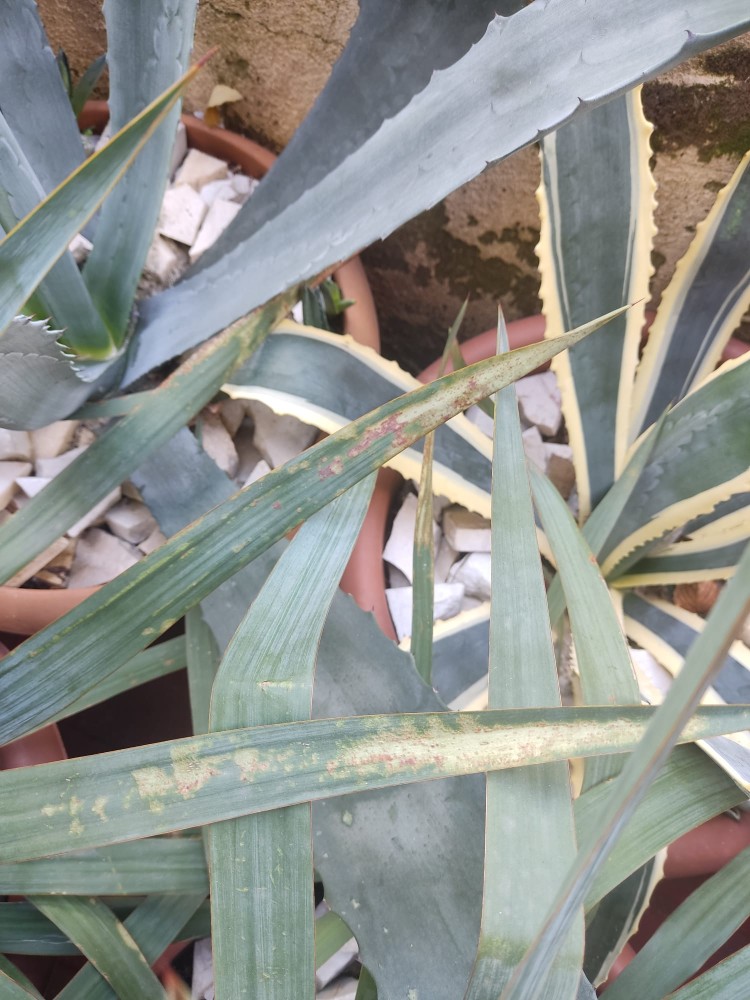 WhatsApp Image 2025-12-20 at 15.33.36(1).jpeg