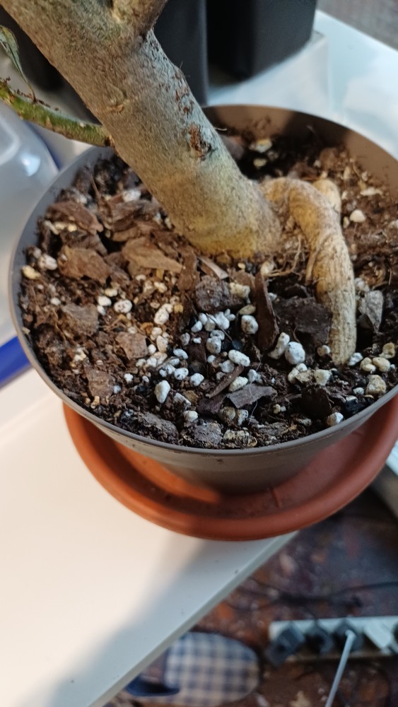 Sustrato adenium.jpg