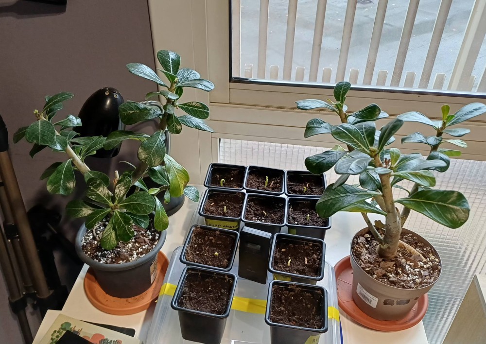 Rincon hivernalbadenium obesum.jpg