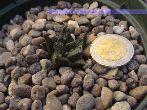 tambien tengo disponible este ariocarpus fissuratus