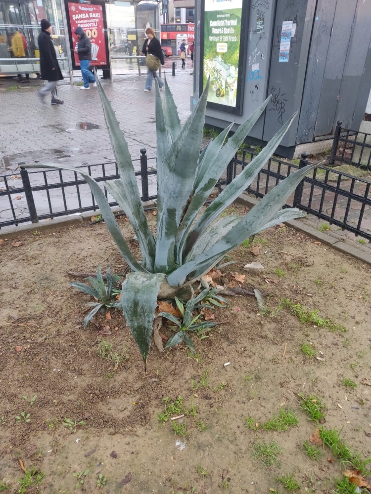 WhatsApp Image 2025-12-27 at 18.07.43.jpeg