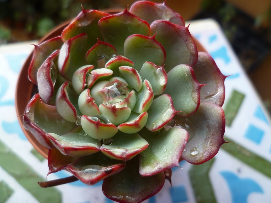 Echeveria secunda 'Reglensis'.JPG