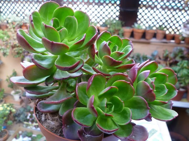 Echeveria viridissima.jpg
