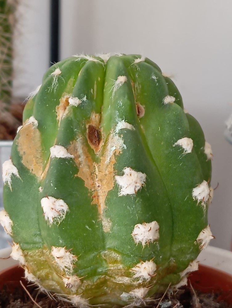 cactus cerca.jpeg