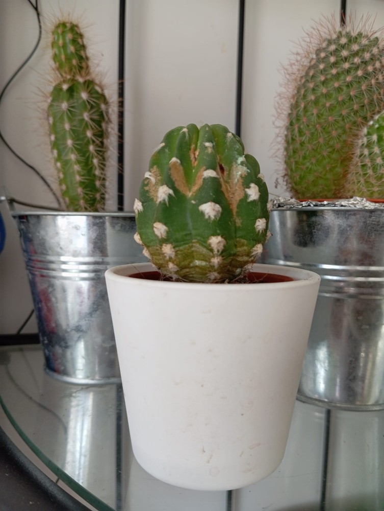 cactus.jpeg