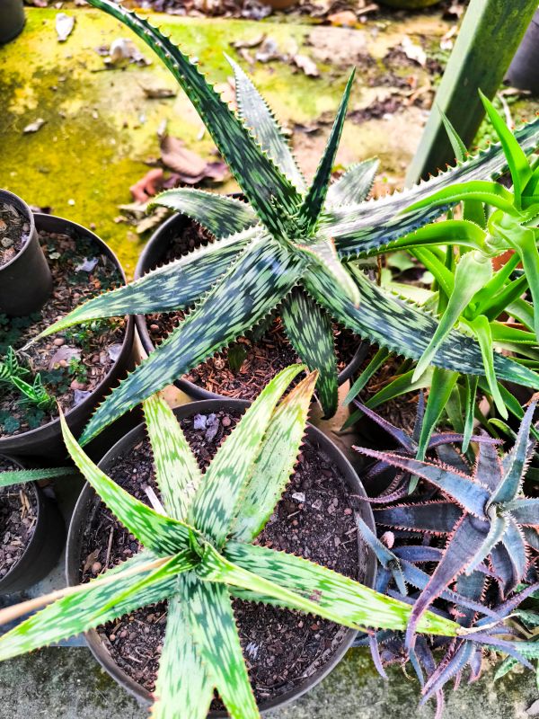 Aloe somaliensis /mcloughlinii