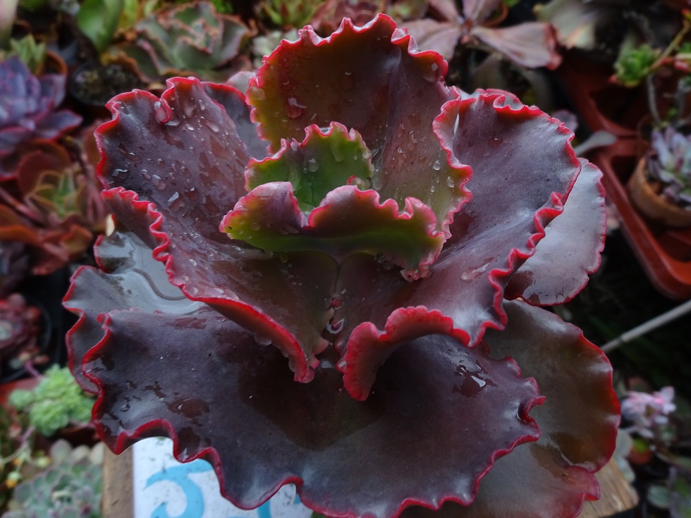 Echeveria Valentine.JPG