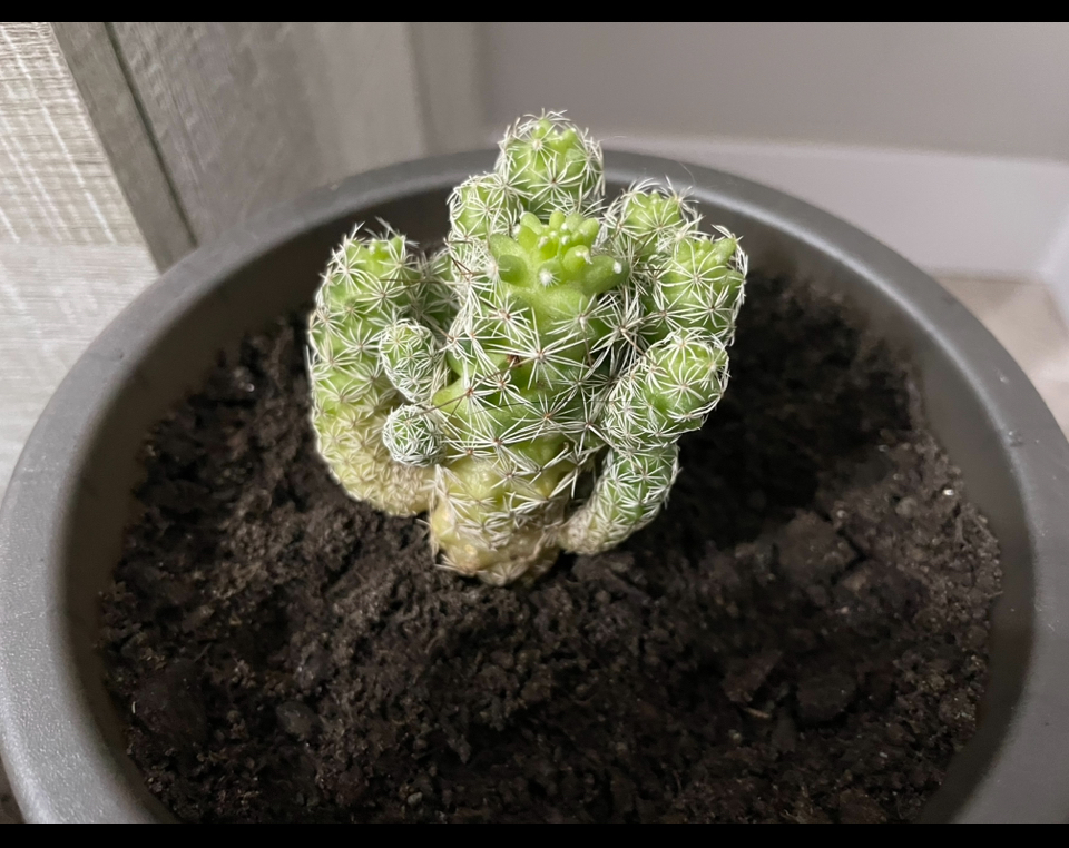 Foto del día que la transplante de una maceta muy húmeda