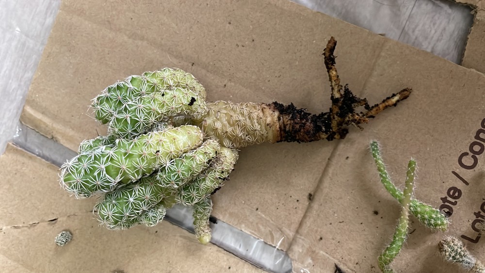 Foto del día que la trasplante